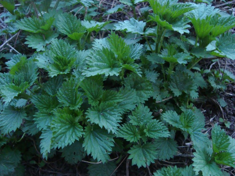 Древний лекарь - крапива