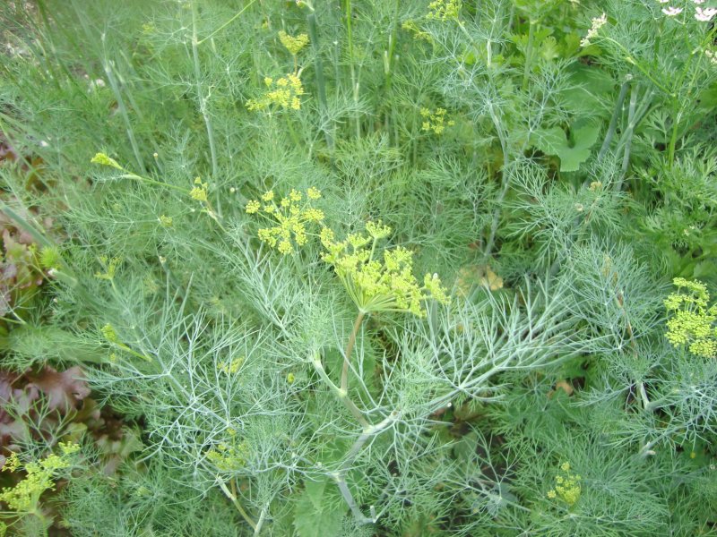 Как заготовить укроп