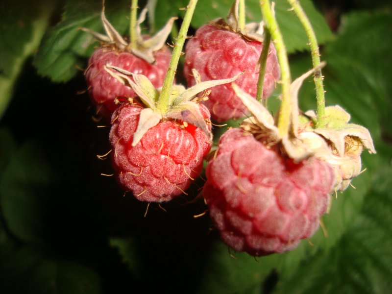 Что нужно знать о малине при ее переработке?