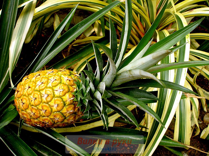 Как выбрать ананас