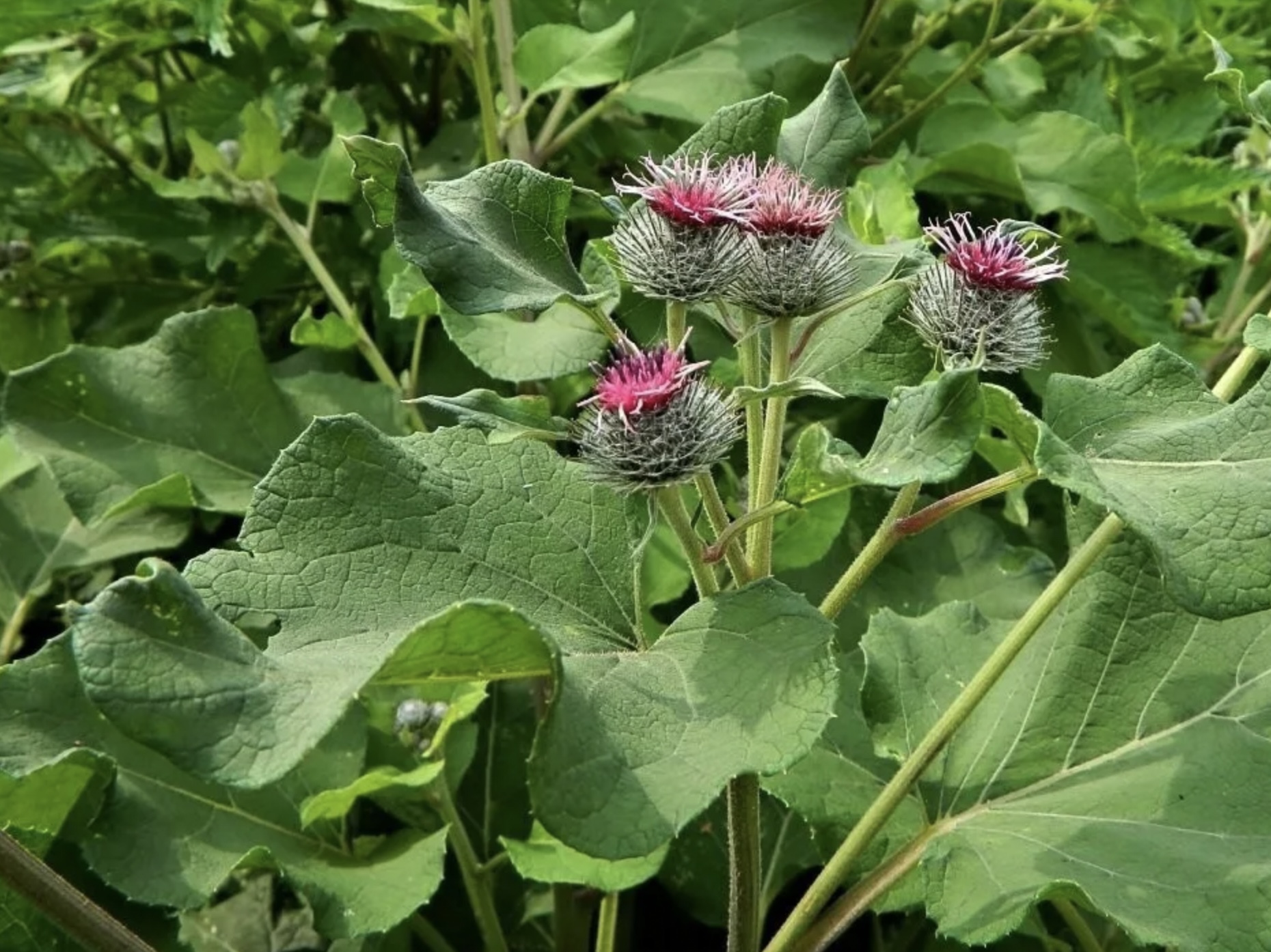 Польза лопуха