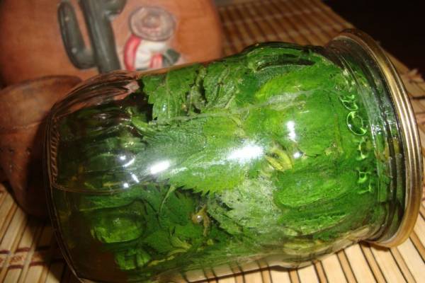 Маринованная крапива