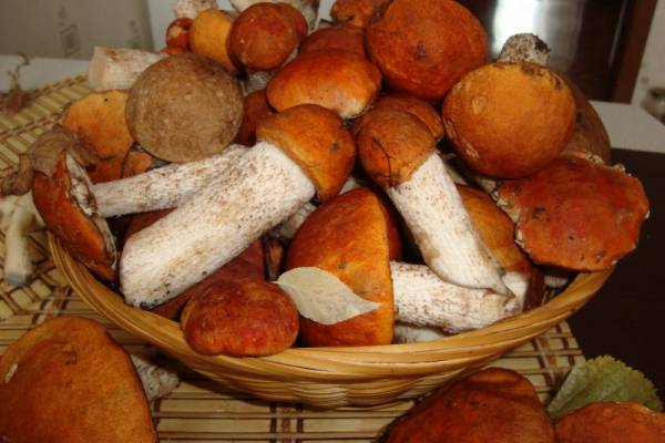 Сушка грибов