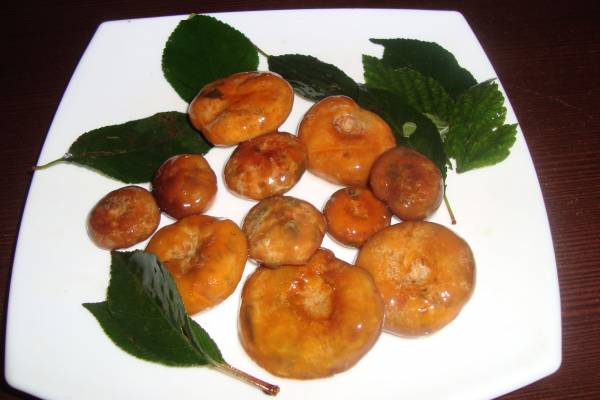 Как засолить рыжики