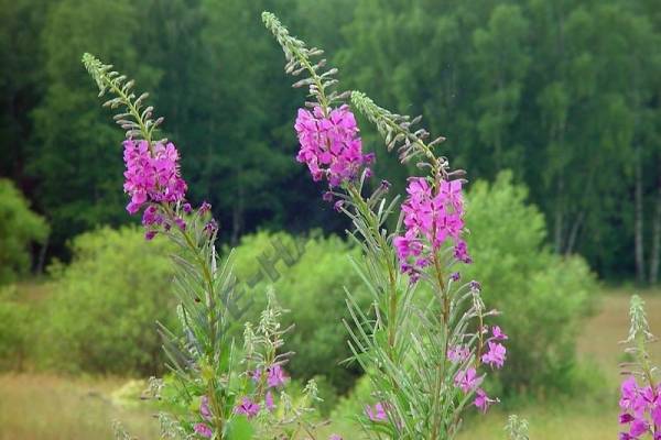 Иван чай - ферментация листьев кипрея