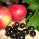 Повидло из яблок и черной смородины